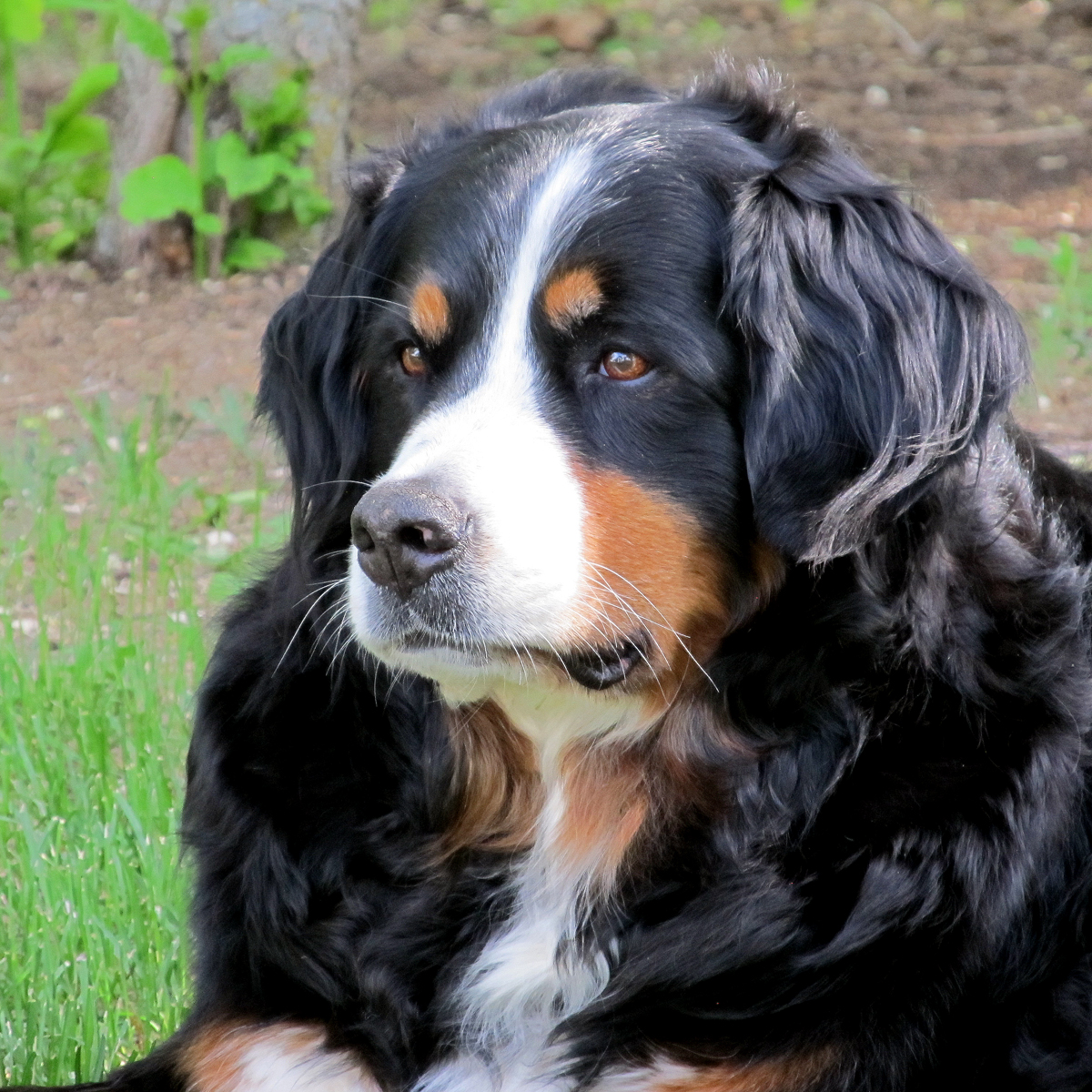 Missy - June 2018 (2)