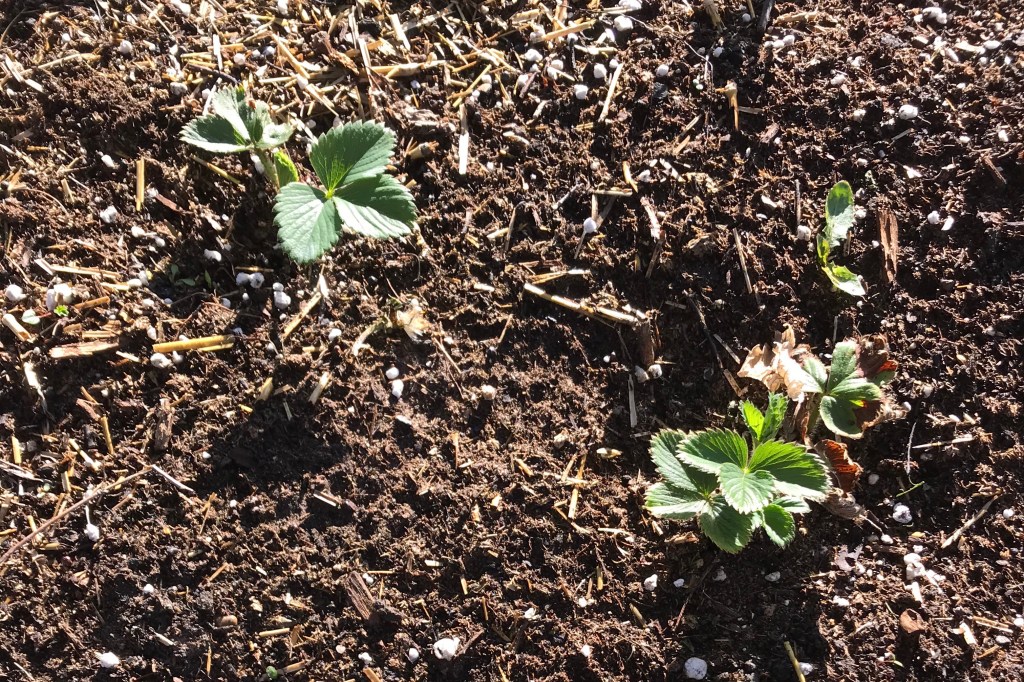 🍓 Strawberries! 🍓
