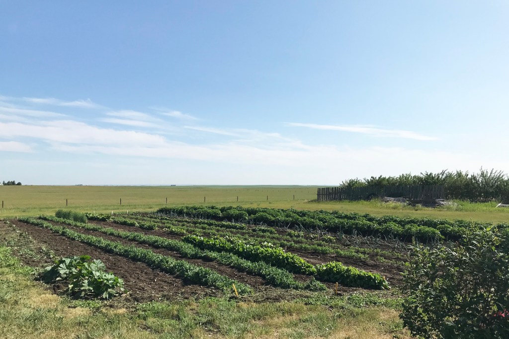 🌱 Garden Update, July&nbsp;2021