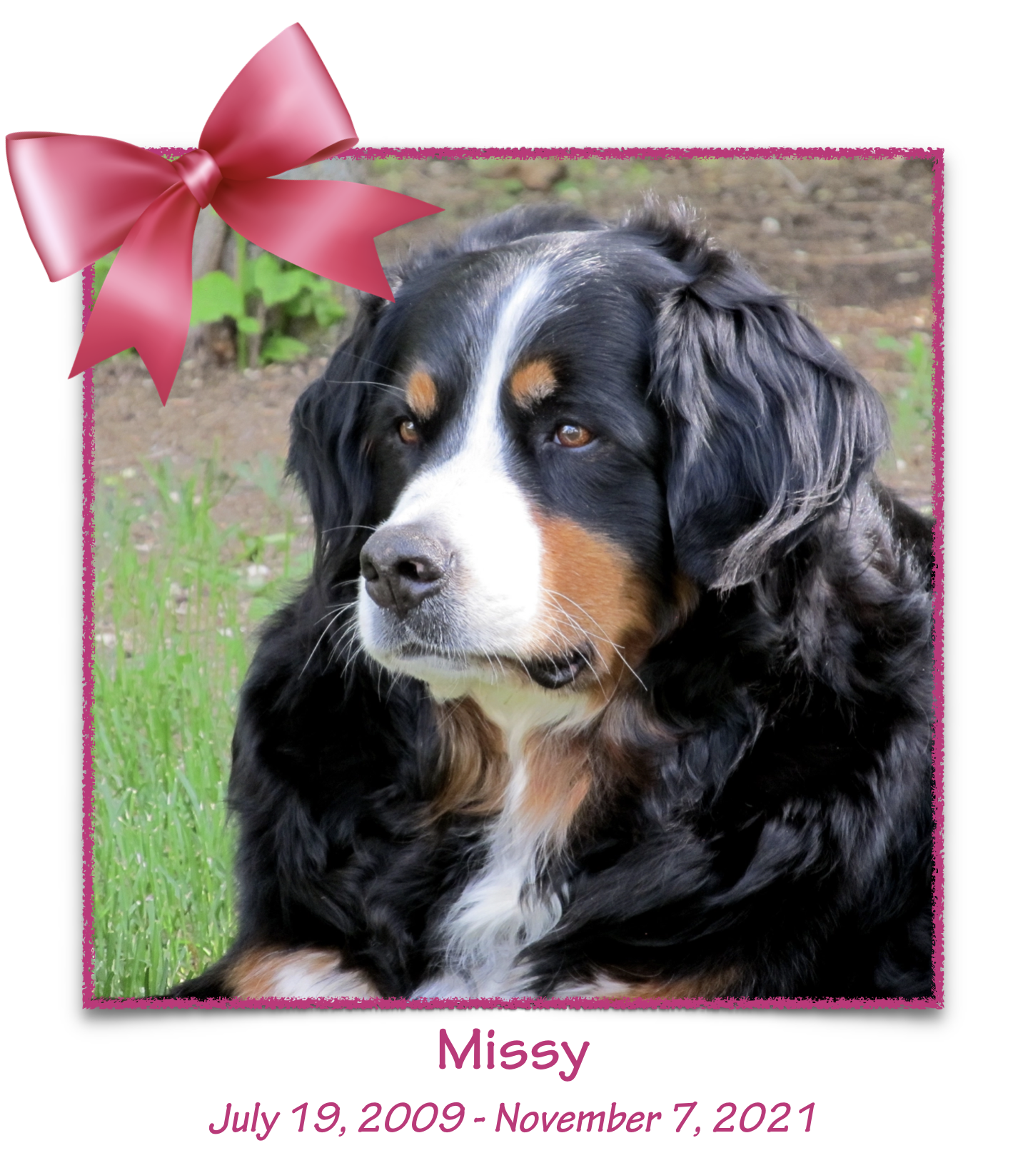Missy, pink bow 2
